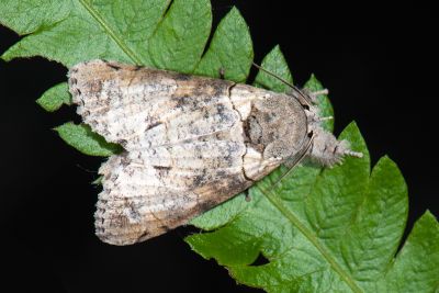 美木皮瘤蛾 Gadirtha pulchra 雄蟲