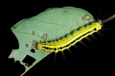 癩皮瘤蛾 Gadirtha inexacta