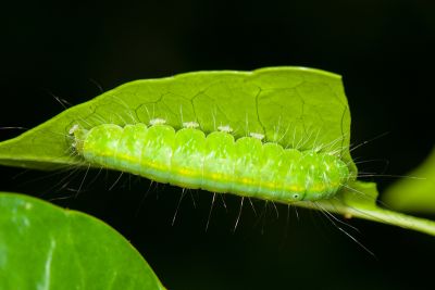 美木皮瘤蛾 Gadirtha pulchra