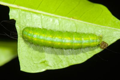 美木皮瘤蛾 Gadirtha pulchra