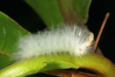 欖仁絨瘤蛾 Sarbena ustipennis