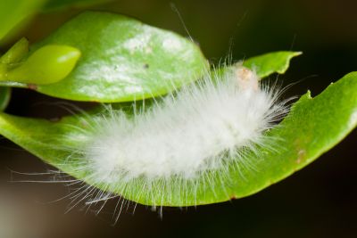 欖仁絨瘤蛾 Sarbena ustipennis
