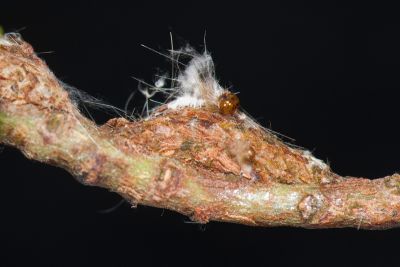 欖仁絨瘤蛾 Sarbena ustipennis