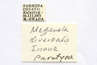 Meganola diversalis