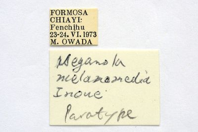 Meganola melanomedia