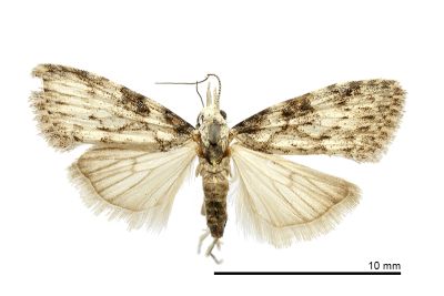 中褐斑洛瘤蛾 Manoba phaeochroa