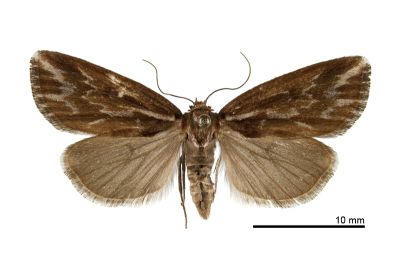 康納瘤蛾 Narangodes confluens 雌蟲