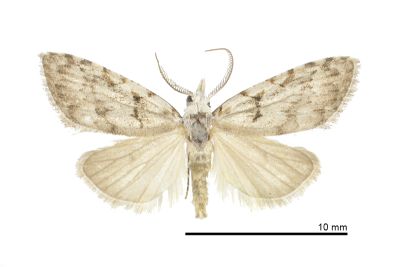 寶島瘤蛾 Nola formosalesa 雄蟲