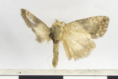 Nola lactaria 雄蟲