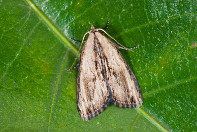 欖仁絨瘤蛾 Sarbena ustipennis 雄蟲