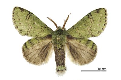 高椋氏綠蟻舟蛾 Stauropus takamukuanus 雄蟲