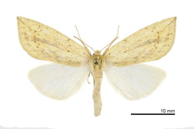 黃舟蛾 Besaia inconspicua 雌蟲