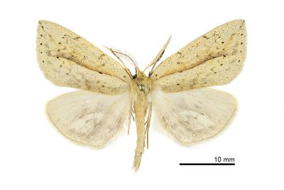 黃舟蛾 Besaia inconspicua 雄蟲