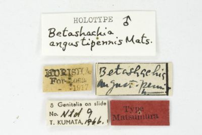 昏舟蛾 Betashachia angustipennis