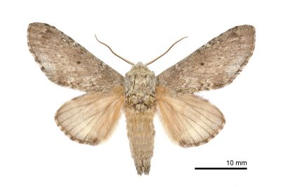 昏舟蛾 Betashachia angustipennis angustipennis 雄蟲