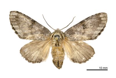 昏舟蛾 Betashachia angustipennis angustipennis 雌蟲