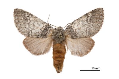 高山迴舟蛾 Disparia nigrofasciata 雌蟲