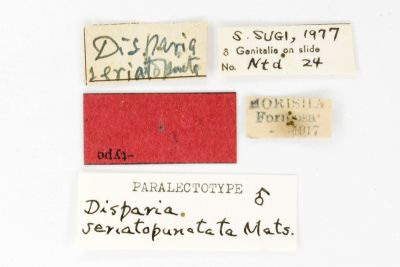連點新林舟蛾 Disparia seriatopunctata