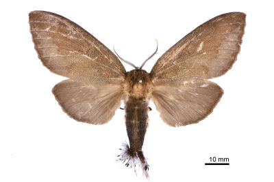 黃蕊尾舟蛾 Dudusa synopla 雌蟲