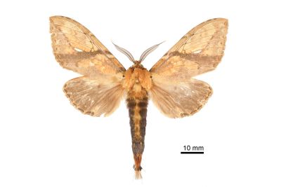 黃蕊尾舟蛾 Dudusa synopla 雄蟲