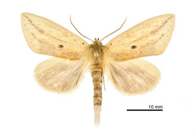 黑帶優舟蛾 Eushachia acyptera insido 雄蟲