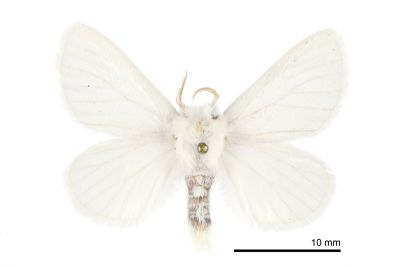白雪舟蛾 Gazalina purificata 雄蟲