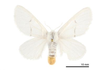 白雪舟蛾 Gazalina purificata 雌蟲