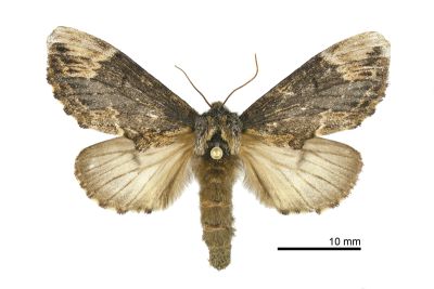 暗齒舟蛾 Hiradonta angustipennis 雌蟲