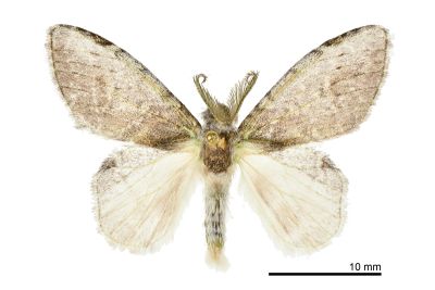 中灰舟蛾 Liparopsis postalbida 雄蟲