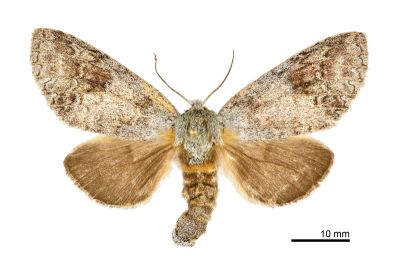 間掌舟蛾 Mesophalera sigmata 雌蟲