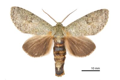 間掌舟蛾 Mesophalera sigmata 雄蟲