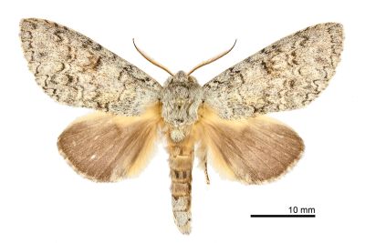 擬間掌舟蛾 Mesophalera stigmatoides 雄蟲