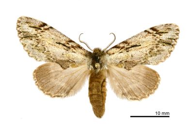 灰小掌舟蛾 Microphalera grisea yoshimotoi 雌蟲