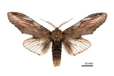 巨垠舟蛾 Acmeshachia gigantea 雄蟲