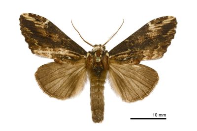 黯翅白頸異齒舟蛾 Hexafrenum leucodera yamamotoi 雄蟲