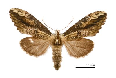 斑白頸異齒舟蛾 Hexafrenum maculifer 雌蟲