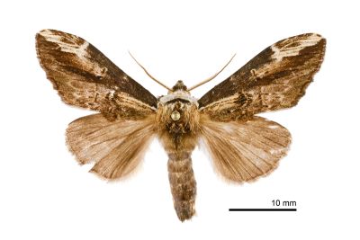 斑白頸異齒舟蛾 Hexafrenum maculifer 雄蟲