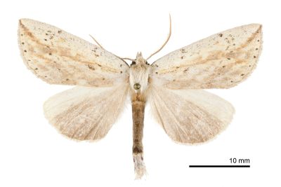 並點黃舟蛾 Besaia nebulosa 雄蟲