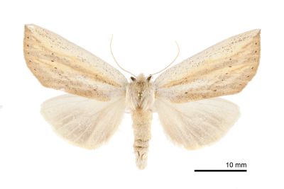 單排黃舟蛾 Besaia sordida 雌蟲