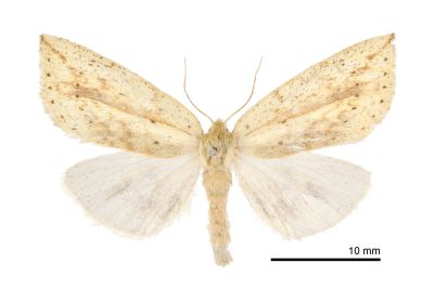 並點黃舟蛾 Besaia nebulosa 雌蟲