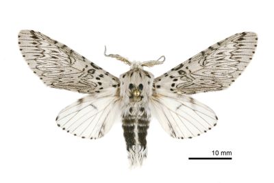 Cerura erminea formosana 雄蟲