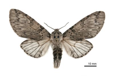Cerura erminea formosana 雌蟲