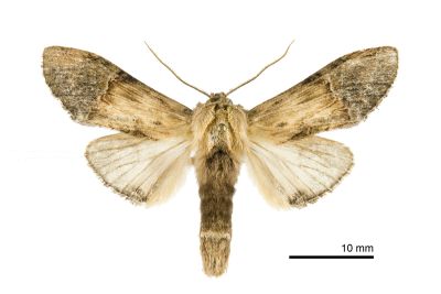 木舟蛾 Chadisra bipartita 雄蟲