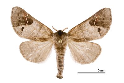端扇舟蛾 Clostera anachoreta 雌蟲