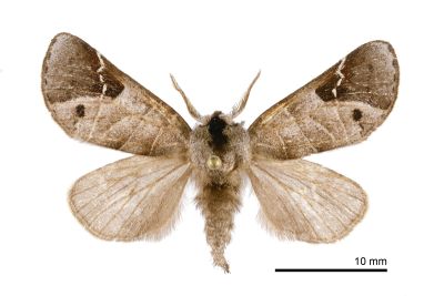 端扇舟蛾 Clostera anachoreta 雄蟲