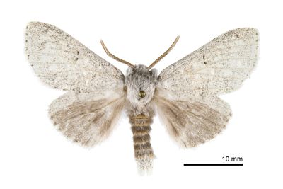 灰蟻舟蛾（暫稱） Cnethodonta grisescens baibarana 雄蟲