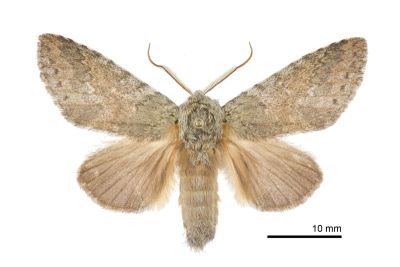 霧迴舟蛾 Disparia diluta variegata 雄蟲