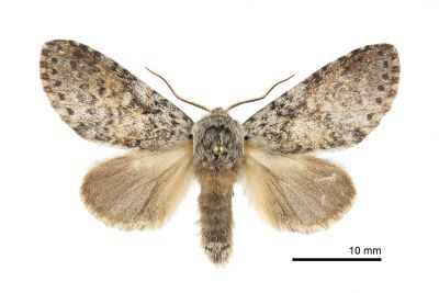 波斑迴舟蛾 Disparia maculata 雄蟲