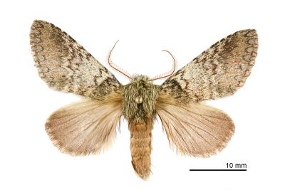 高山迴舟蛾 Disparia nigrofasciata 雄蟲