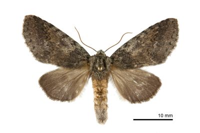 霧迴舟蛾 Disparia diluta variegata 雌蟲